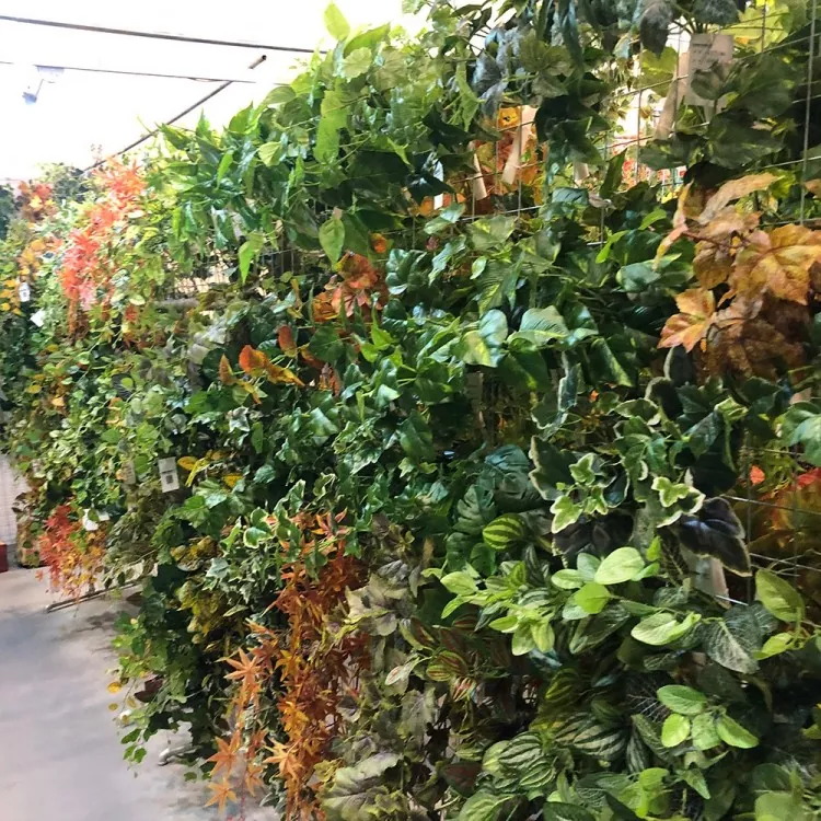 Ivy landare artifiziala