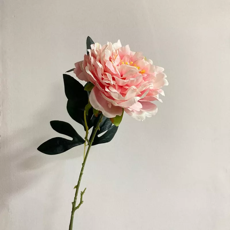 Zurtoin luze luzea peonia faltsua